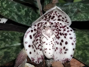 Bild von Paphiopedilum bellatulum 5